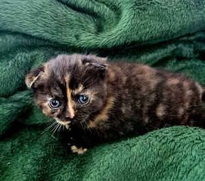 Scottish Fold (7 foto / 9)