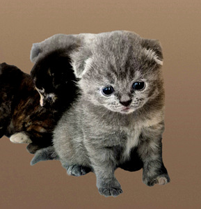 Scottish Fold (6 foto / 9)
