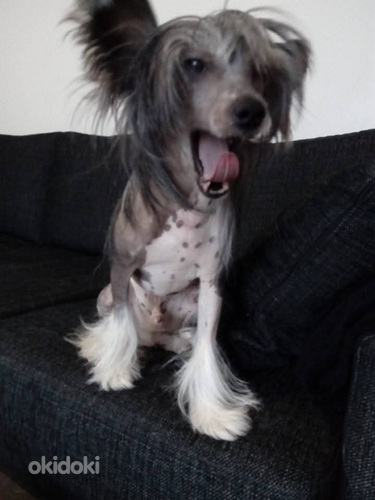 Kiinanharjakoira uros aikuinen