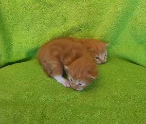 Ragdoll ja Maine Coon mix pentuja varattavissa (5 valokuva sivusta 5)