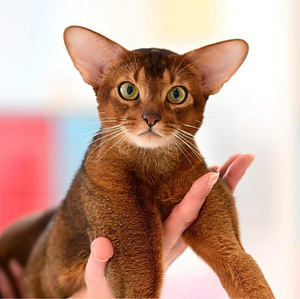 Abessiinia kassipojad / Abyssinian kittens (7 foto / 9)