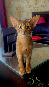 Abessiinia kassipojad / Abyssinian kittens (8 foto / 9)