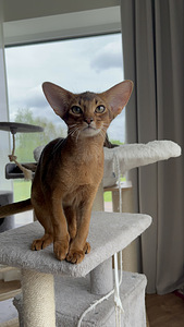 Abessiinia kassipojad / Abyssinian kittens (3 foto / 9)