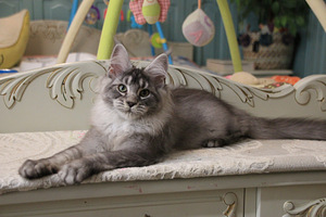 Maine Coon pentuja (4 valokuva sivusta 8)