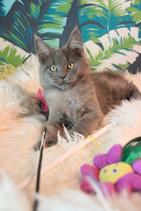 Maine Coon pentuja (7 valokuva sivusta 8)