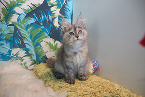 Maine Coon pentuja (3 valokuva sivusta 10)