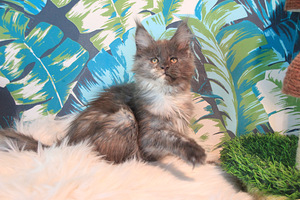 Maine Coon pentuja (7 valokuva sivusta 10)