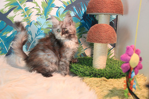 Maine Coon pentuja (10 valokuva sivusta 10)