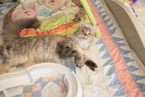 Maine Coon tyttö s. 19.05.24 (4 valokuva sivusta 7)