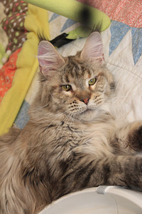 Maine Coon tyttö s. 19.05.24 (7 valokuva sivusta 7)