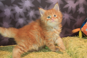 VARATTAVISSA Maine Coon pentuja (3 valokuva sivusta 4)