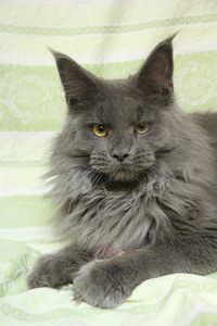 Maine Coon tyttö (2 valokuva sivusta 3)