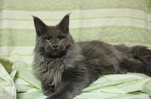 Maine Coon tyttö (1 valokuva sivusta 3)