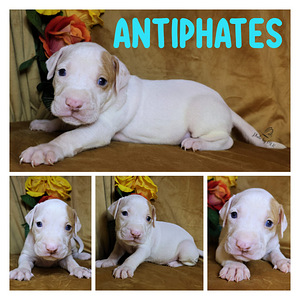 Amerikan Pit Bull Terrier pennut