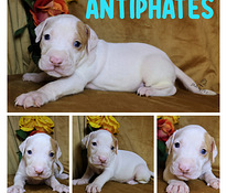 Amerikan Pit Bull Terrier pennut