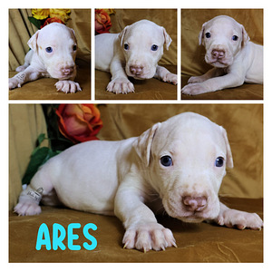 Amerikan Pit Bull Terrier pennut (6 valokuva sivusta 8)