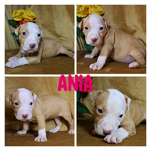 Amerikan Pit Bull Terrier pennut (7 valokuva sivusta 8)