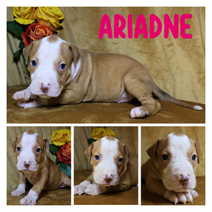 Amerikan Pit Bull Terrier pennut (8 valokuva sivusta 8)