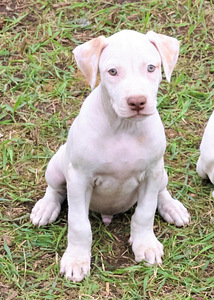 Amerikan Pit Bull Terrier pennut (2 valokuva sivusta 8)