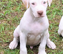 Amerikan Pit Bull Terrier pennut