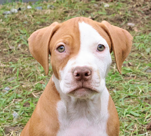 Amerikan Pit Bull Terrier pennut (6 valokuva sivusta 8)