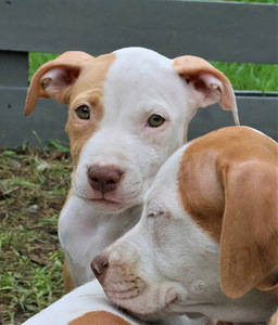 Amerikan Pit Bull Terrier pennut (4 valokuva sivusta 8)