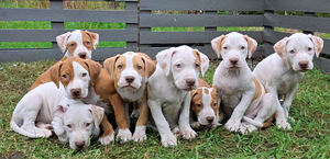 Amerikan Pit Bull Terrier pennut (7 valokuva sivusta 8)
