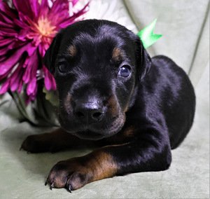 Dobermann pentuja (5 valokuva sivusta 8)
