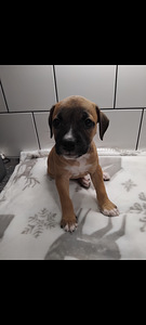 Amstaff pitbull canecorso mix