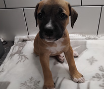Amstaff pitbull canecorso mix