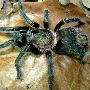 Thrixopelma Pruriens (3 фото из 3)