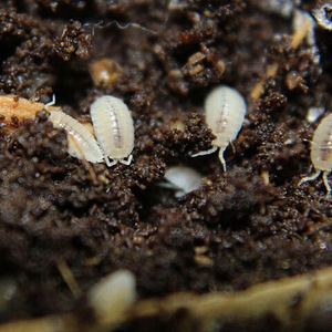 Trichorhina tomentosa (3 фото из 4)