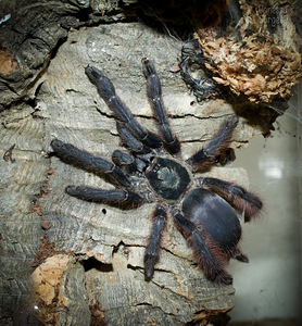 Tapinauchenius plumipes