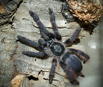 Tapinauchenius plumipes