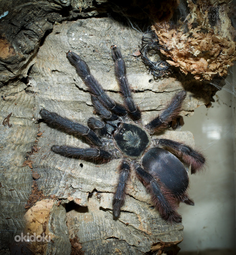 Tapinauchenius plumipes