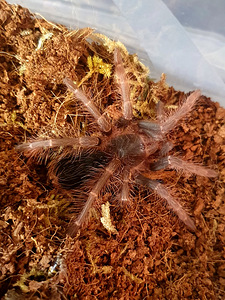 Tarantuls