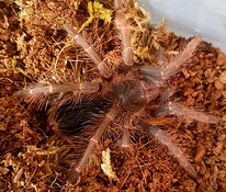 Tarantuls