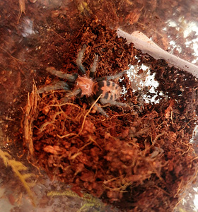 Davus Pentaloris тарантул (1 фото из 1)