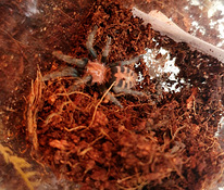 Davus Pentaloris tarantul