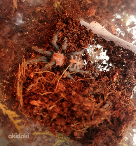 Davus Pentaloris тарантул