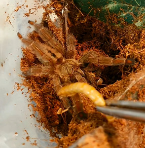 Psalmopoeus cambridgei тарантул (1 фото из 1)