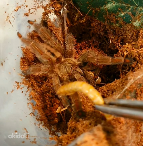 Psalmopoeus cambridgei тарантул