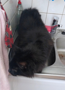 Maine Coon (2 valokuva sivusta 6)