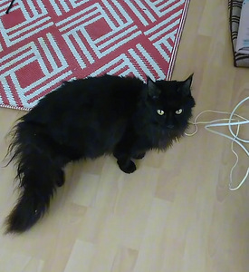 Maine Coon (4 valokuva sivusta 6)