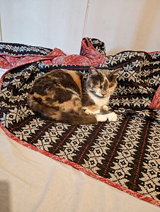 Nuori steriloitu naaras kissa (3 valokuva sivusta 3)