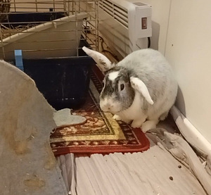 Kaks Leikattua uros kania (1 valokuva sivusta 9)