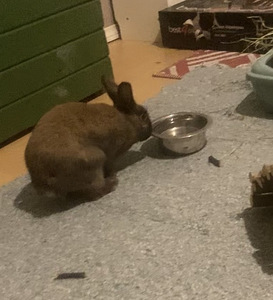 Kani Naaras Leikattu (4 valokuva sivusta 6)
