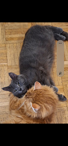 Laivuri etsii kotia (1 valokuva sivusta 1)