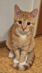 Kaksi suloista veljestä (3 valokuva sivusta 4)