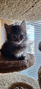 Suloinen kissanpentu (1 valokuva sivusta 4)